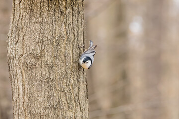White Breasted Nuthatch on a tree trunk