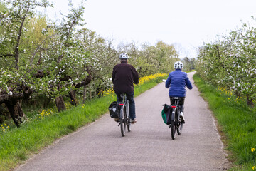 Cyclists ride on a cycle path surrounded by flowering fruit trees in the Betuwe.