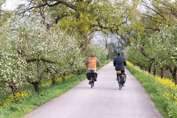 Cyclists ride on a cycle path surrounded by flowering fruit trees in the Betuwe.