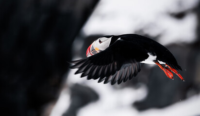 puffin bird in flight