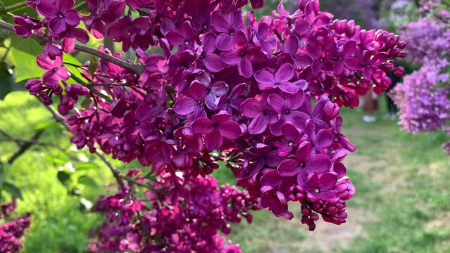 Blooming purple lilac bush in the park. Spring flowers. In golden sunbeams. I the garden. Background. For video presentation, advertising.
