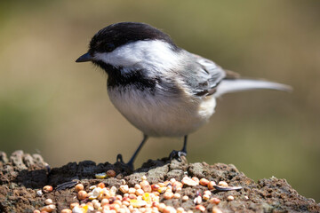 Chickadee eating some delicious seeds