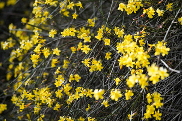 A close up of yellow winter jasmine flowers on the branches in full bloom, dark green leaves...