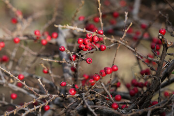 Closeup of red berries of hawthorn on dry branches in autumn against a blurred background, Tbilisi, Georgia, botanical garden