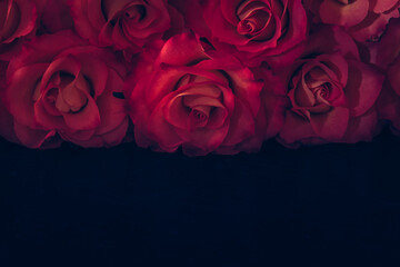 pink roses background, copy space, isolated