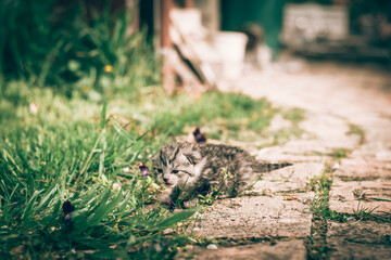 little cute newborn kitten