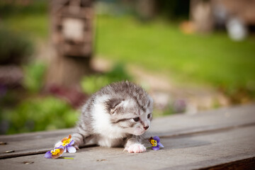 little cute newborn kitten, soft and vulnerable - 791046443