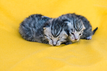 2 little cute newborn kitten, soft and vulnerable - 791046611