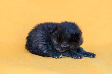 1 little black cute newborn kitten, soft and vulnerable - 791046628