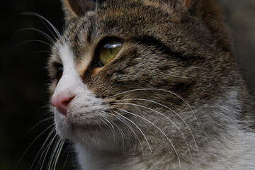 Close up portrait of cat with yellow eyes, white and grey tabby fur, Tbilisi, Georgia, botanical garden - Powered by Adobe