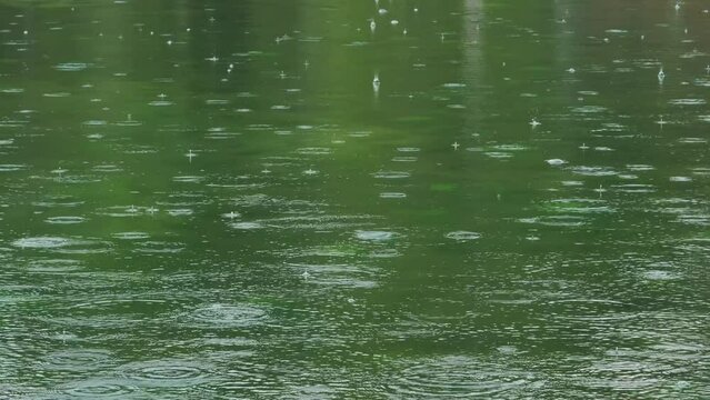 Drops of rain on forest lake. Calm green water, 4k