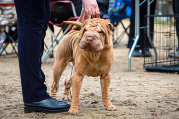 A dog of the Shar Pei breed at a dog show..
