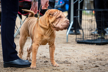 A dog of the Shar Pei breed at a dog show..
