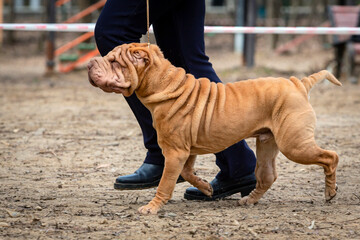 A dog of the Shar Pei breed at a dog show..
