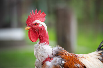 portrait of a rooster