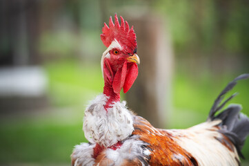 portrait of a rooster