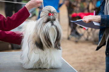 Shih Tzu in all its glory at the dog show