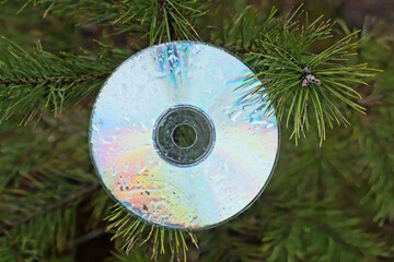 one old dirty colored compact disc hanging on a green coniferous branch of a pine tree on the street