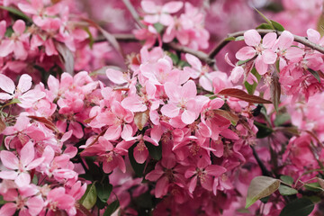 Pink flower flakes texture. Cherry blooming tree. Dreamy bright floral background. Spring bloom. Tree branch. Springtime outdoor. Artistic early flowers. April season. Japanese design.
