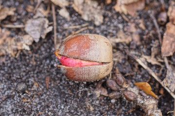 one red brown oak acorn lies on the gray ground in nature