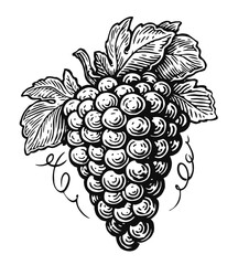 Hand drawn bunch of grapes vector. Wine vine sketch. Black and white vintage engraving illustration for design wine