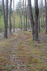 road made of sand among pine trees in nature in the autumn forest