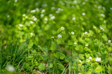 fresh green grass on a first day of the spring with white little flowers