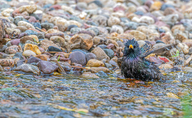 Closeup of a starling bathing in a rocky stream.