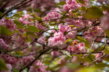 dreamy pastel cherry blossom blooming tree in the spring in citadel park in Poznan Poland