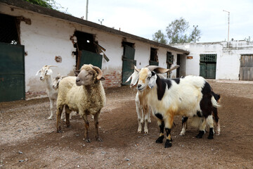 Ram and goat with their families. Heads of animal families. Sheep and goats in old farm. Raising...