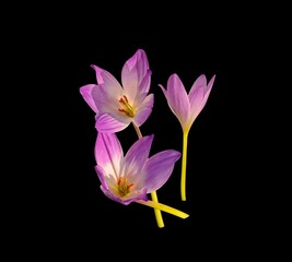 purple colchicum flower