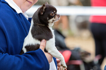 A beautiful chihuahua poses with a female handler...
