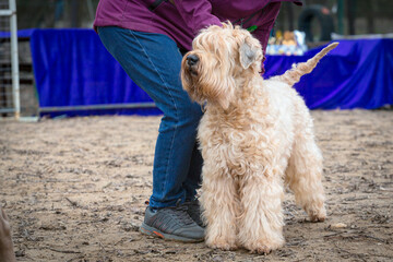 Irish Soft Coated Wheaten Terrier at a dog show..
