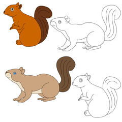 Squirrel Clipart. Wild Animals clipart collection for lovers of jungles and wildlife. This set will be a perfect addition to your safari and zoo-themed projects.