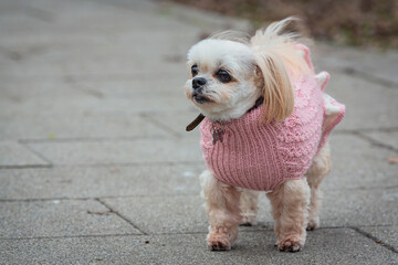 A small shih tzu dog stands on a path in the park.