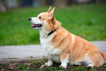 Cheerful dog Welsh Corgi Pembroke on a walk in the park on a sunny summer day..

