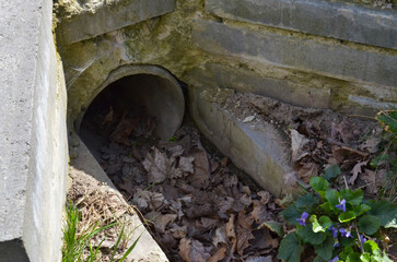 Sewage concrete pipe for draining sewage (waste) clogged with leaves surrounded by grass on a lawn, closeup top side view