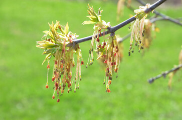 Boxelder maple tree (acer negundo) flowers (bloom, blossom) on a green grass (lawn) background, closeup (macro)