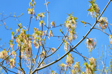 Boxelder maple tree (acer negundo) flowers (bloom, blossom) on a blue skies background, closeup