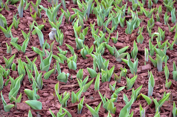 Green young tulip leaves without flowers in a flowerbed full of brown chopped tree bark (background)