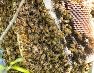 Bee Hive, beehive