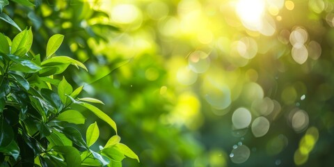 Fototapeta premium Vibrant Green Leaves Bathed in Gentle Morning Sunlight in a Peaceful Garden
