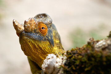 Close-up of a Parson's chameleon (Calumma parsonii) showcasing its intricate scales and vibrant orange eye while perched on a branch, highlighting the beauty of this unique reptile species. Madagascar