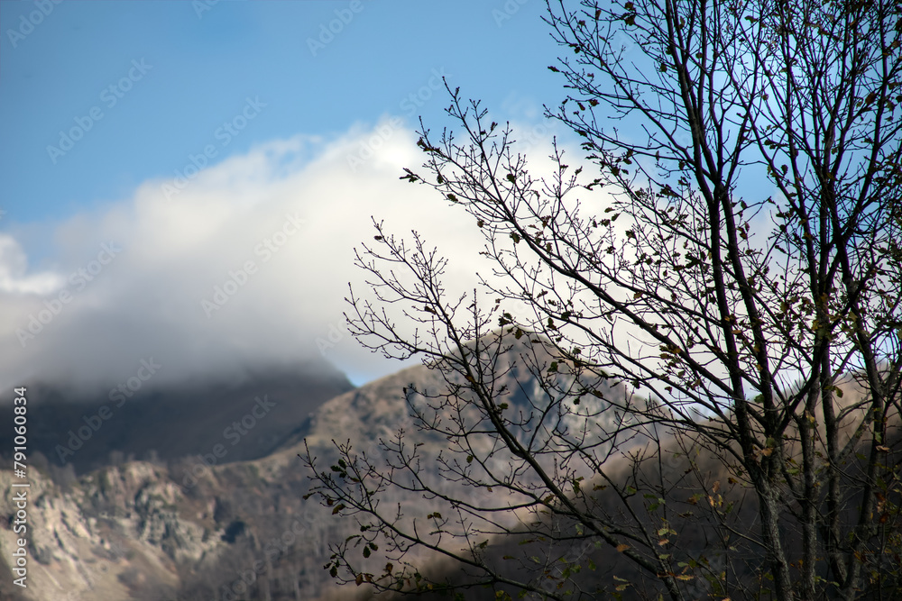 Canvas Prints landscape with beautiful fog in forest on hill or trail through a mysterious winter forest with autu