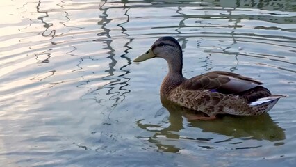 Tranquil Duck Gliding on Reflective Waters with Gentle Ripples and Soft Feather Detail