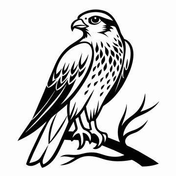 recommend clip art: Illustrate a vector outline of a falcon on the tree branch, against a white background