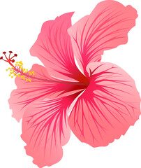 pink hibiscus flower © Asakura1102