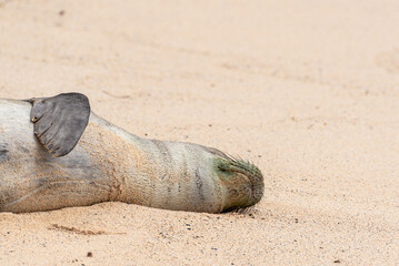 Monk seal sleeping on side on sandy beach near ocean - 791064639