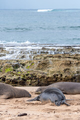 Three monk seals sleeping on sandy beach near reef and ocean