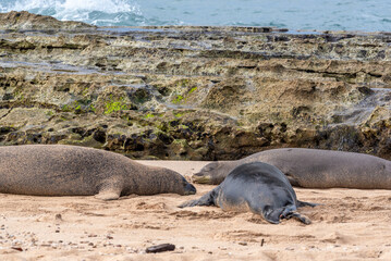 Three monk seals sleeping on sandy beach near reef and ocean